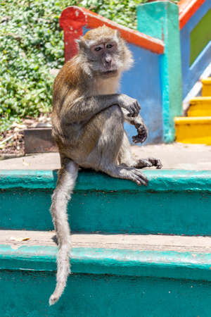 Portrait of wild Crab-eating macaque or Cynomolgus monkey sitting on rainbow staircase near Batu Caves in Kuala Lumpur, Malaysia.の写真素材