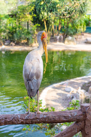 Portrait of Yellow billed stork or Mycteria ibis sitting on fence against pondの写真素材