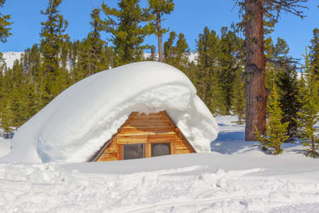 Wooden house covered with snow in winter coniferous forest at sunny day