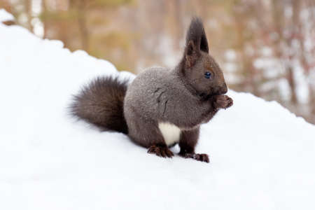 Fluffy cute dark gray squirrel sits in a snow and eats in winter forest