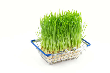 Green grass in shopping basket isolated on white background. Sale of green wheat grass sprouted in...