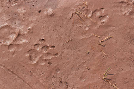 Faint dog paw marks on the surface of wet red mud. natural background. top view
