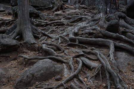 Close-up of intertwined rough tree roots among stones in the forest. Dark scary background in fairy tale wilds. Very old treesの写真素材