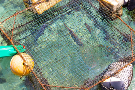 The coastal tropical cafe keeps live fish in floating mesh cages in the sea. Marine live fish for...