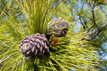 Young cedar cones on a green cedar branch. natural background