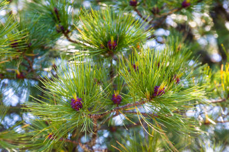 Needles and flowering of Siberian pine in sunny spring day. Pinus sibirica flower. Flowering Siberian cedar conesの写真素材