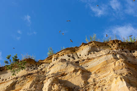 Nests of swifts in a sandy cliff slope. Fast swifts fly chaotically in the blue sky. Blurred movement of birdsの写真素材