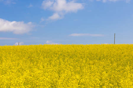 Golden flowers of White mustard or Rapeseed on field under blue sky. Summer landscape as a...