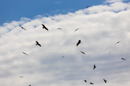 A flock of Kite birds soaring in the sky against white clouds