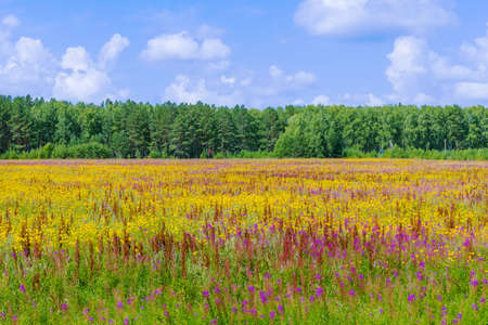 Yellow and purple field of blossom wildflowers on a sunny summer day near green forest. summer rural landscapeの写真素材