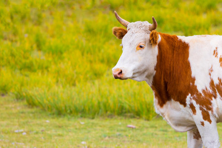 Portrait of a red and white cow on a blurred green natural background. White cow with red spots. Cattle and farming concepts, copy space.の写真素材