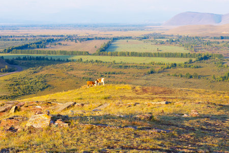 Autumn landscape with distance pair cows grazing on the top of the mountain. Cows on the slope in the mountains. Agricultural pasture and eco way cattle farmingの写真素材