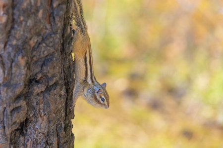 Striped chipmunk stretches down the trunk of a tree. Blurred natural background with copy spaceの写真素材