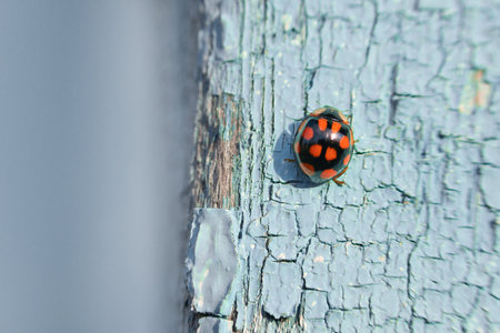 Harlequin ladybug on old cracked blue wall. Insect of Harmonia axyridis or Asian ladybeetle, Halloween beetle. background with copy spaceの写真素材