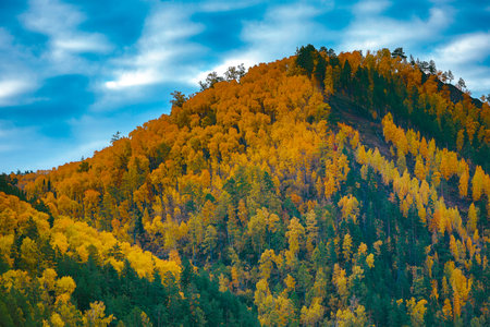 Golden autumn forest on the mountainside against blue sky background. Indian summer landscape. Colorful Siberian taiga in autumn sunny dayの写真素材