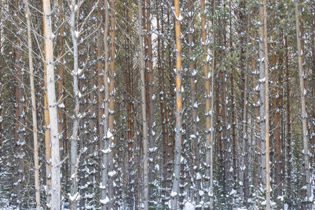 <p>Pine trunks in the winter forest. Smooth rows of trees. texture background</p>の写真素材