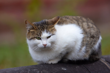 Portrait of grumpy plump street cat lying on a pipeの写真素材