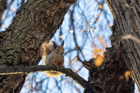 Curious squirrel with gray fur on an autumn tree. bottom view. selective focusの写真素材