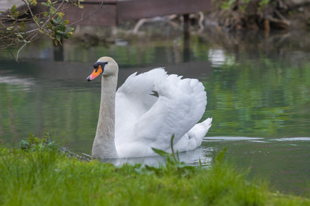 Portrait of graceful white swan on the lake. Wild mute swan, latin name Cygnus olorの写真素材