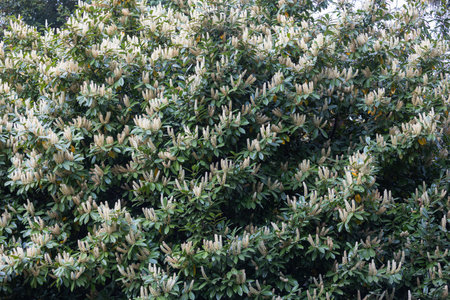 Cherry laurel flowering shrub in spring garden. Lush bush with white flowers. Prunus laurocerasus, also known as English laurel, common laurelの写真素材
