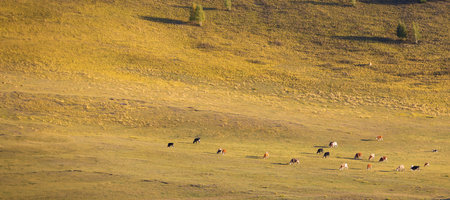 In the distance a herd of cows graze in an autumn pasture. Free grazing in nature