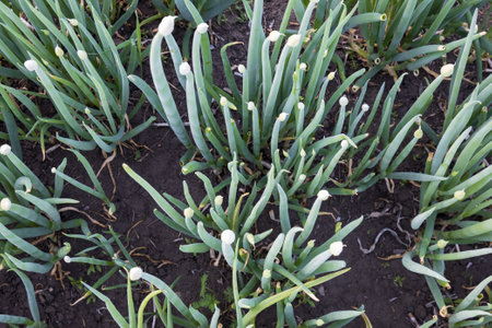Top view on spring onion on in the vegetable bed. Japanese bunching onion or Allium fistulosum. Welsh onion on vegetable garden. Growing organic vegetables at the farmhouse.の写真素材