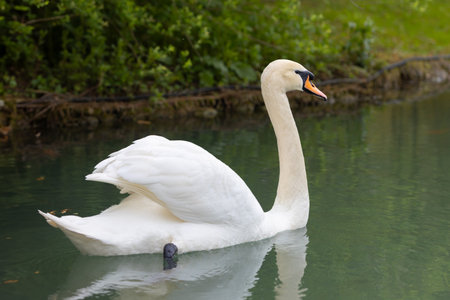 Lonely white swan floating on the calm surface of the lake water. back viewの写真素材