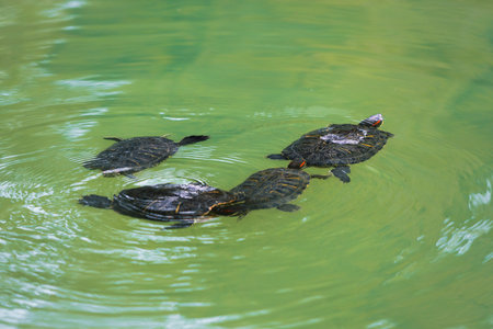 Group of four red-eared pond slider on water surface. Red-eared terrapin or Trachemys scripta...
