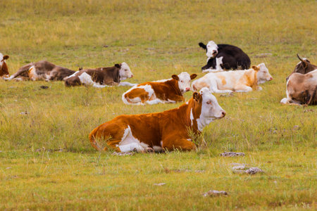 A herd of hornless cows resting in the autumn steppe. Cattle lie in the pastureの写真素材