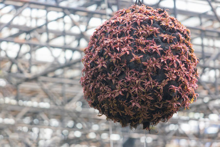 Hanging giant ball with many small red green bromeliad flower plants in pots against blurred gray background. Decorative composition for greenhouse decorationの写真素材