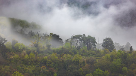 Thick fog over tropical forest View in mountain slope covered with tropical forest at misty day. Thick gray fog over green tropical rainforestの写真素材