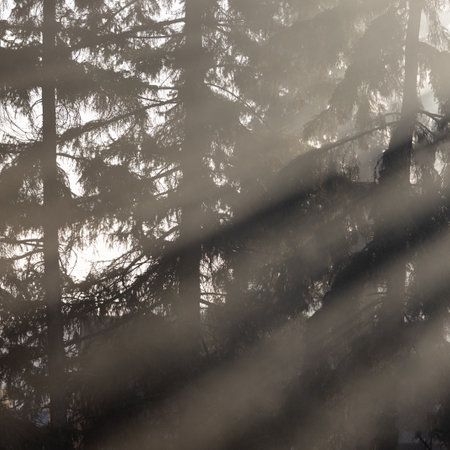 Sun rays pass through light fog in the forest against the background of silhouettes of coniferous treesの写真素材