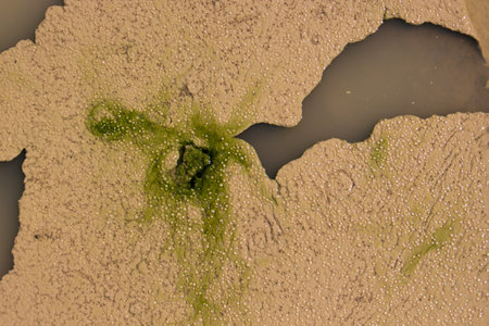 Bubbling brown-green algae on dark water surface in puddle. Textured backgroundの写真素材