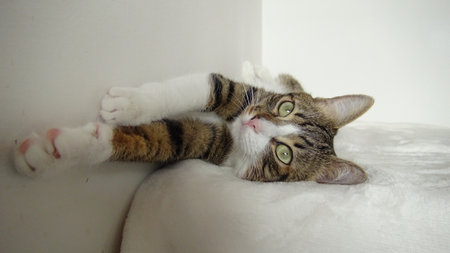 Cute tabby cat laying on the sofa and looking at cameraの写真素材