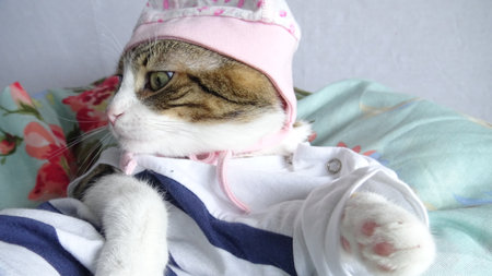 Cute cat in a pink hat and scarf on the bed.の写真素材
