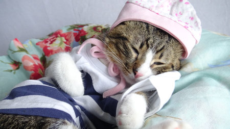 Cute cat sleeping on the bed in pajamas and pink hatの写真素材