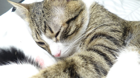 Cute cat sleeping on the white background. Selective focus.の写真素材