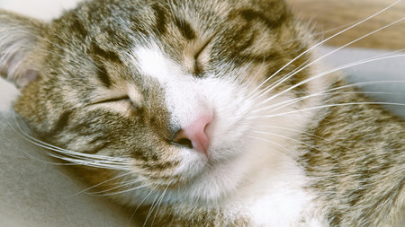 Close up of a cat sleeping on the sofa, selective focus.