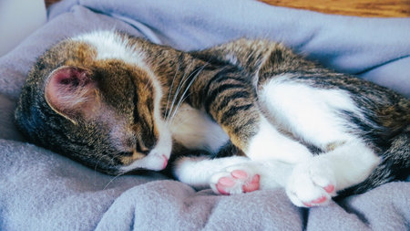 Cute cat sleeping on the sofa. Selective focus. Animal., Vintageの写真素材