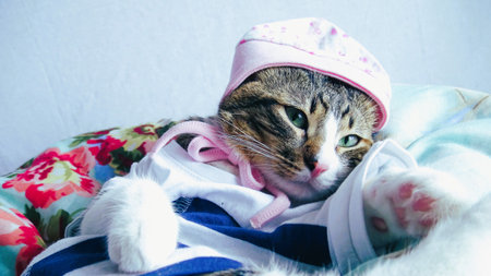 Cute cat in a pink cap and scarf on a white background, Vintageの写真素材