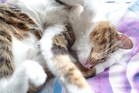 Cute cat sleeping on the bed, closeup of photo.の写真素材