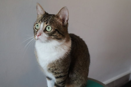tabby cat looking at the camera with green eyes on a gray backgroundの写真素材