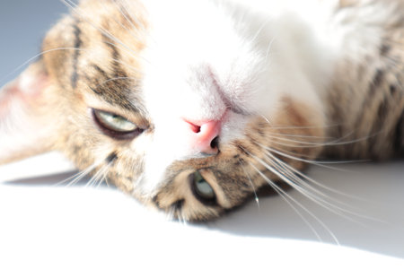 Cat sleeping on white background. Shallow depth of field. Selective focus.の写真素材