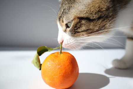 Cat eating tangerine on a light background. Selective focus.の写真素材