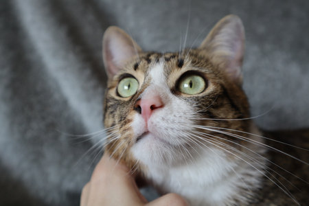 Portrait of a cat with green eyes on a gray background.の写真素材