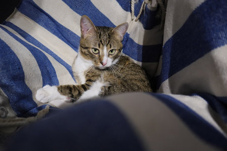 Tabby cat lying on a blue plaid. Selective focus.の写真素材