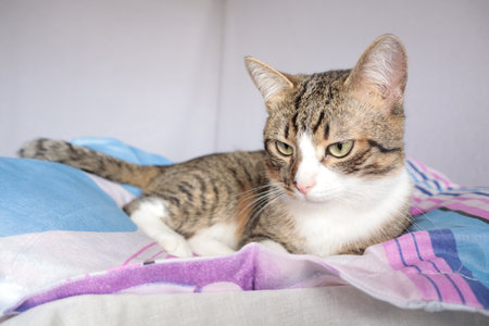 cute tabby cat lying on the bed and looking at the cameraの写真素材