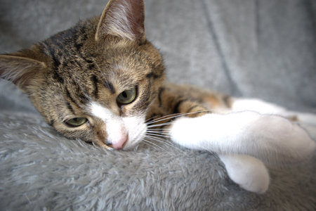 Cute tabby cat lying on the sofa and looking at cameraの写真素材