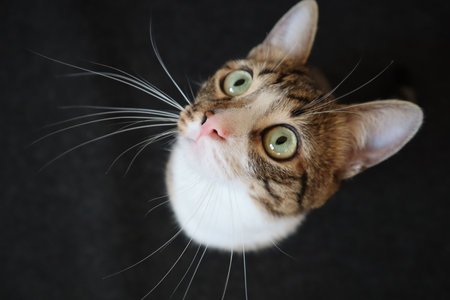 Portrait of a cat with green eyes on a black background.の写真素材