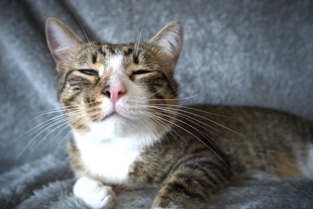 Cute tabby cat lying on the sofa and looking at cameraの写真素材